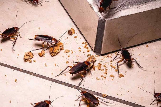 cockroach control services