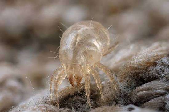 dust mite control services