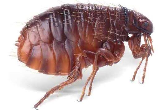 fleas control services