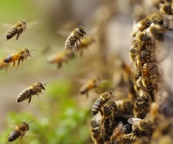 bees control services in nairobi, kenya