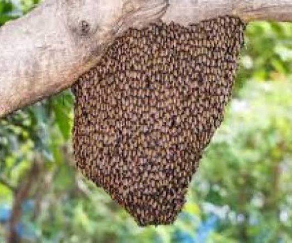 bees control services in nairobi