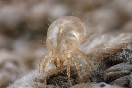 dust mite control services