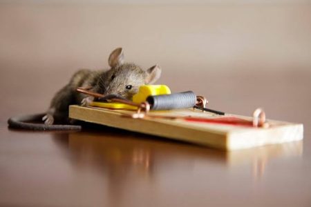 rodent control service