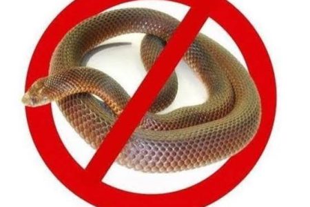 snake control service