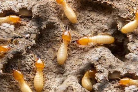 termite control services